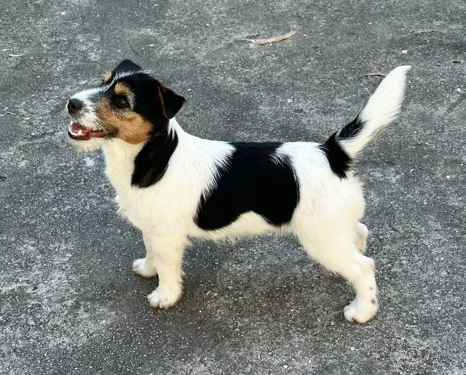 杰克罗素梗犬